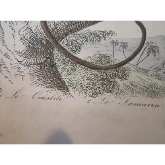 Antique Buffon Engraving Hand Colored 2 Monkeys 'Le Ouititi Le Tamarin' 10x7" - Picture 6 of 10